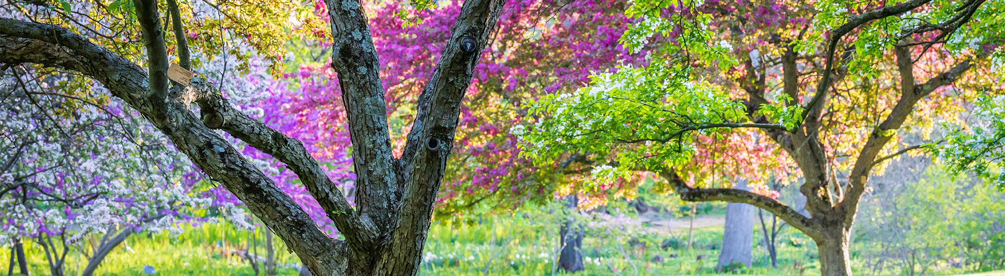 Morris Arboretum